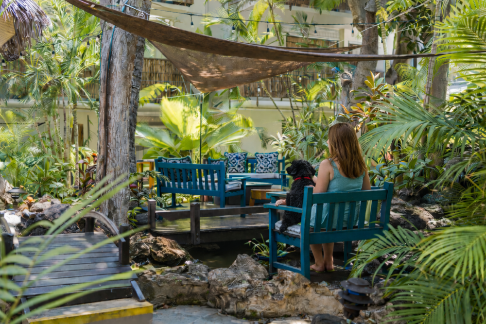 pet-friendly hotel waikiki